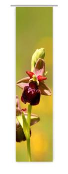 Wilde Orchidee, Flächenvorhang Einzel
